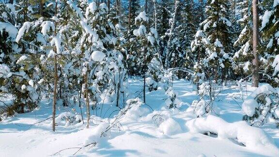 冬季森林和被雪覆盖的树木