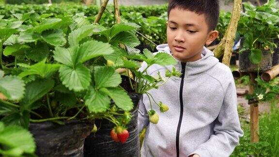 男孩在田里摘草莓