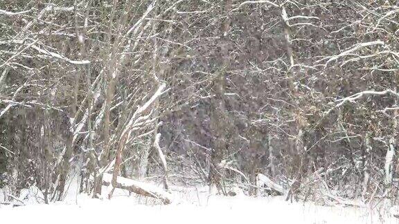 松树林下大雪冬季自然背景