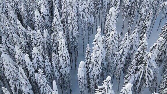 飞过一片白雪皑皑的森林驾驶无人机飞过树木