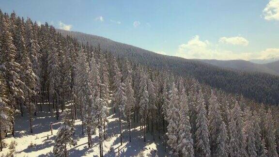 在寒冷明亮的冬日高大的松树覆盖着刚落下的雪