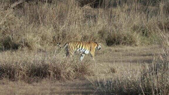 一只美丽的孟加拉虎在印度中部森林的草地上行走