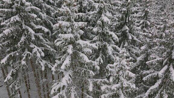 无人机飞过白雪覆盖的森林