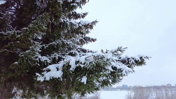 雪躺在云杉树枝特写