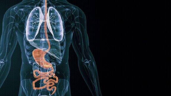 胃人体消化系统
