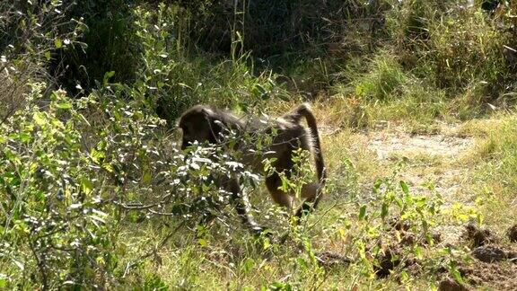 埃托沙国家公园里的狒狒