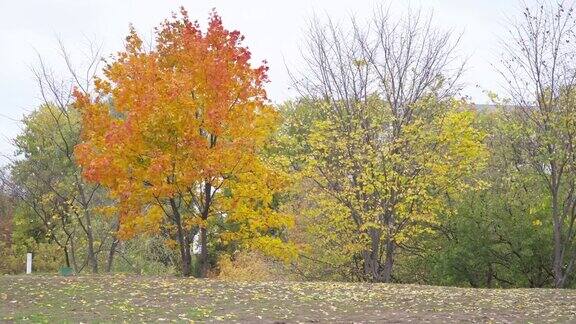秋天树上的黄叶时间流逝