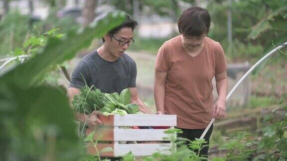 可持续的生活方式亚洲华人中年男子在后院的菜园向他的伴侣展示收获的本地农产品