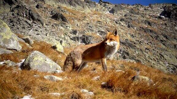 红狐狸在冬季近距离拍摄
