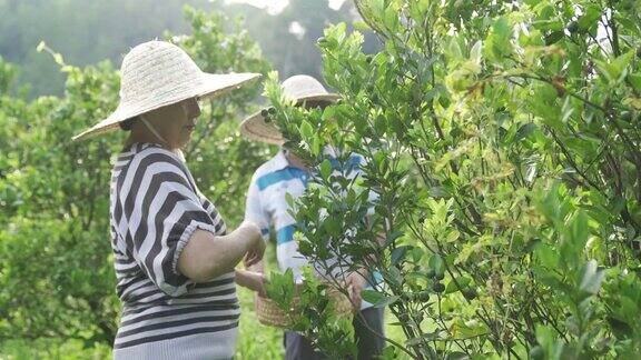一对亚洲的中国老夫妇从他们的花园农场采摘石灰菖蒲