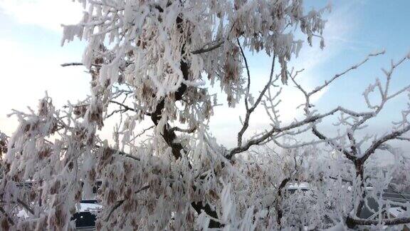 蓝天下白雪覆盖的树的美丽景色