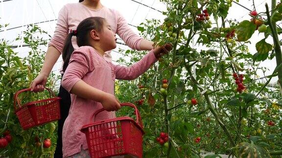 一个亚洲小女孩和她的妈妈在农场里采摘樱桃番茄