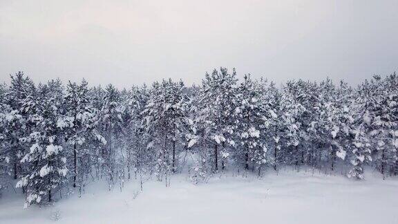 鸟瞰松树上的雪