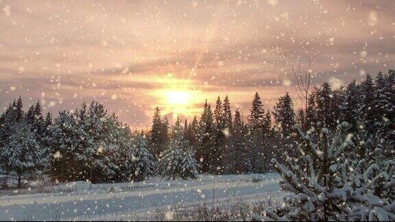 日落或日出在冬季松林与飘落的雪降雪