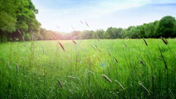 夏日的草地上长长的草在风中轻轻飘动