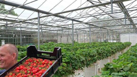 在有机温室里搬运草莓的农民健康的生活方式