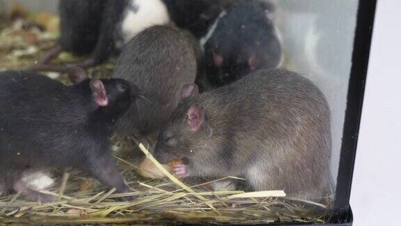 养缸里的老鼠啮齿动物的水族馆