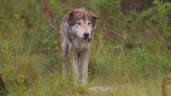 大灰太狼一动不动地站在森林地面的草地上