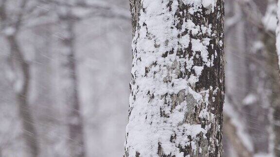 树干上的雪