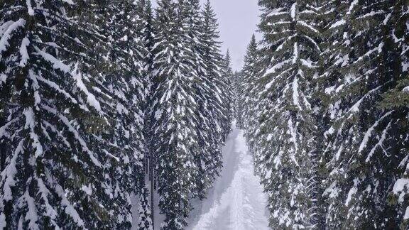 空中雪林路在晴朗的冬日