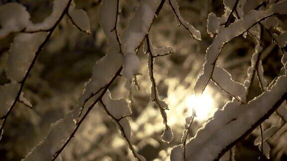 晚上树上的雪