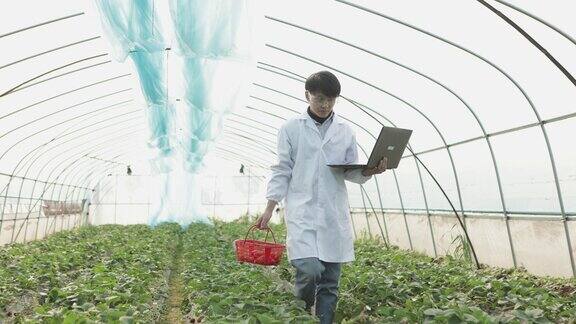 一位男性植物学家用笔记本电脑研究和检查草莓园的种植情况