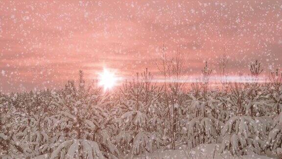 日落或日出在冬季松林与飘落的雪降雪