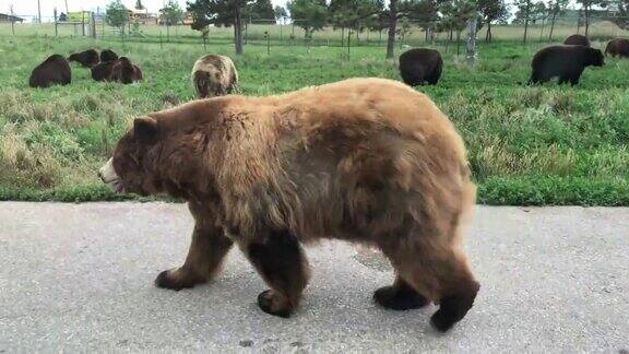 灰熊正在过马路