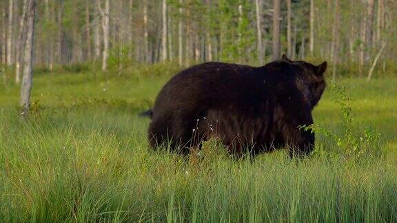 一只成年棕熊跑到森林里寻找食物