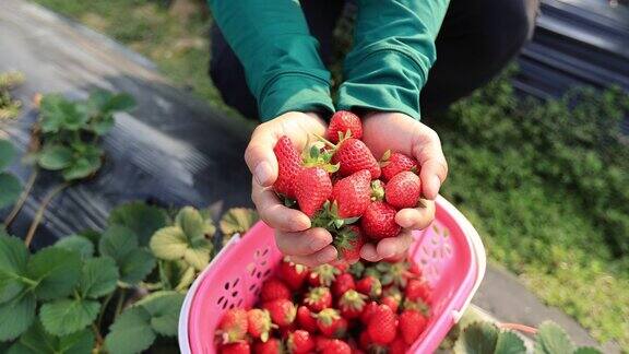 人们在春天的花园里采摘草莓