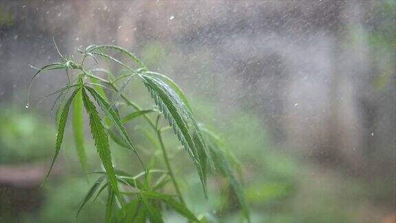 小大麻植物在花园里