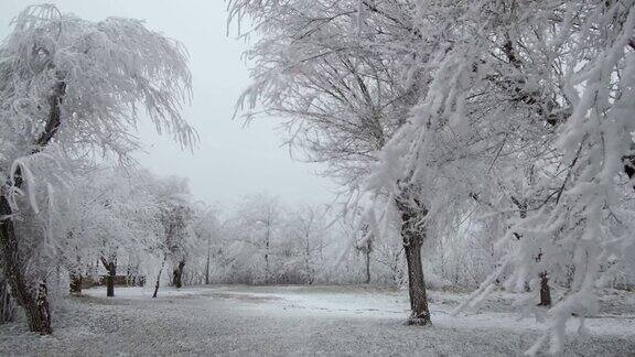 白雪覆盖的山空地多风多雾的天气树木和灌木上覆盖着一层厚厚的霜