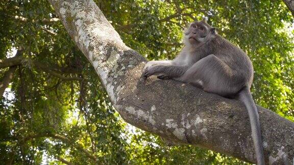 猕猴坐在树上
