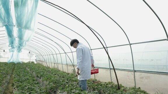 一位男性植物学家研究草莓种植