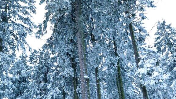 仰望着冰天雪地后的森林深处
