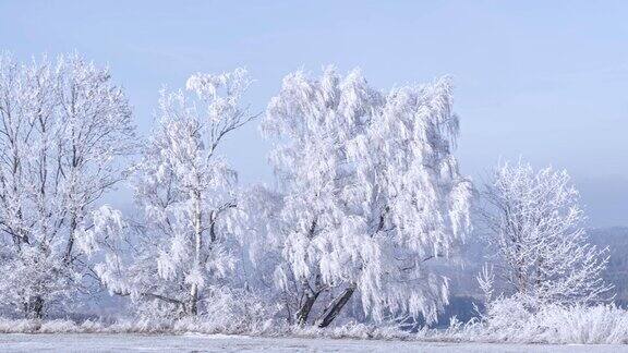 冬天的景观冰冻的树木和蓝色的天空