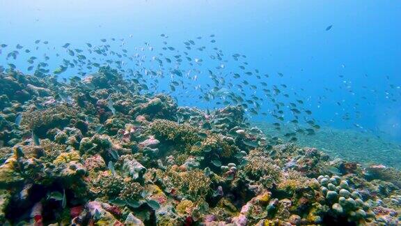 美丽的水下彩色热带珊瑚礁和海鱼探索海洋中的野生动物风景在亚洲珊瑚礁平静的海洋浮潜明亮充满活力的生物多样性海洋动植物深度世界