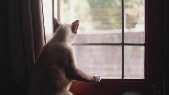 猫坐在窗台上看窗外