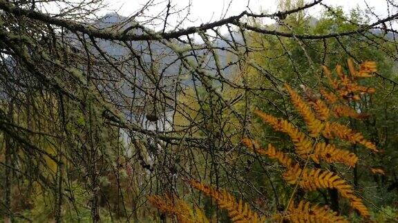 阿尔泰自然保护区山地森林中的蕨类和雪松