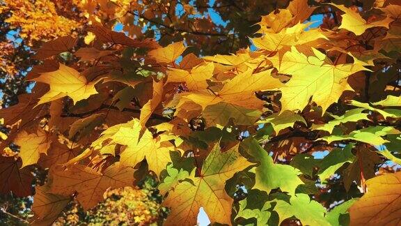 美丽的秋天特写金黄色的树叶在十月的树上