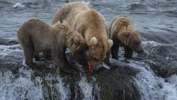 棕熊妈妈和小熊们吃鱼-慢镜头