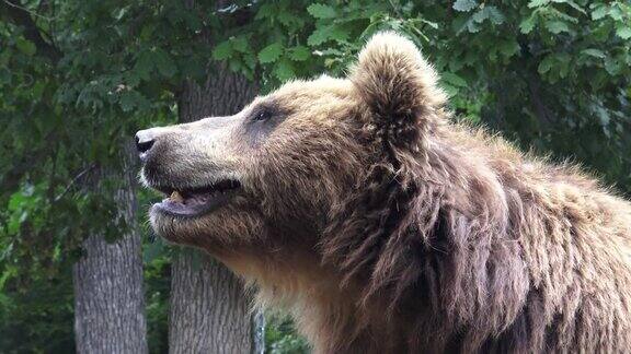 棕熊的肖像堪察加半岛棕熊