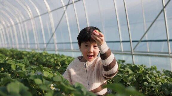 小男孩在农场地里摘草莓