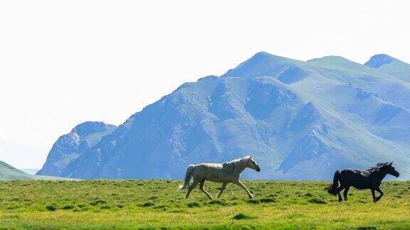 马儿在草原上奔跑美丽的草原景观