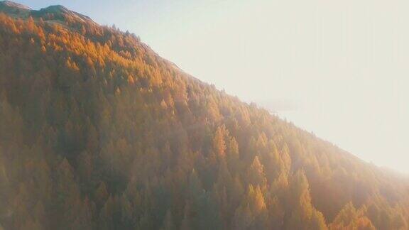 鸟瞰日落时分的秋山森林