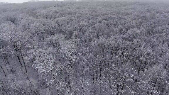 雪中的冬日森林