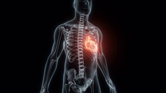 人类心脏的3D渲染医学动画跳动心脏的x光