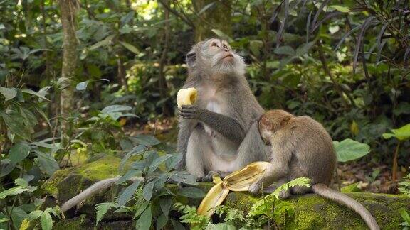 妈妈和小猴子在吃香蕉