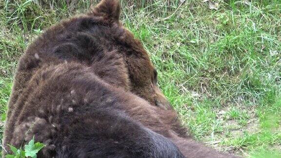 在森林里吃草的欧洲棕熊
