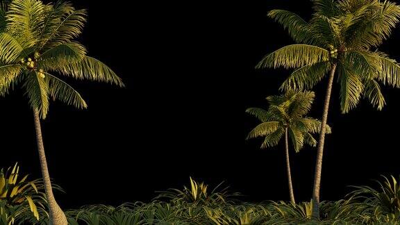 透明背景上的棕榈树和动物群旅游、旅行、旅游、度假、放松
